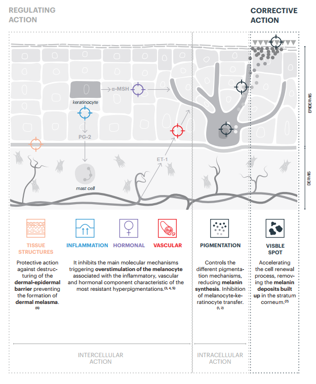 Dermamelan Actions and Mechanisms